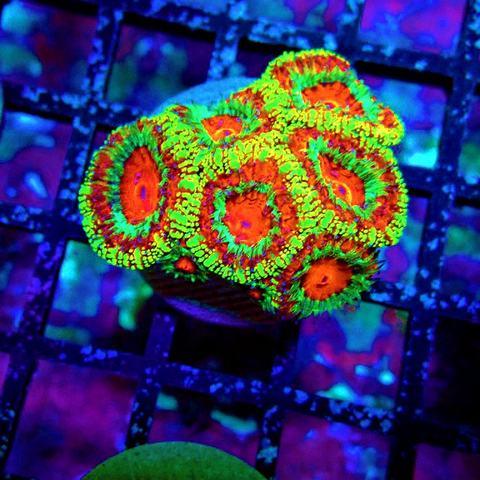 Acan Lord Rainbow Frag