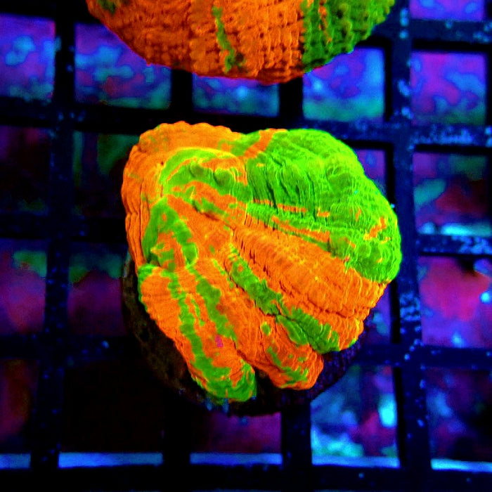 Scolymia Bleeding Apple Premium Coral Frag
