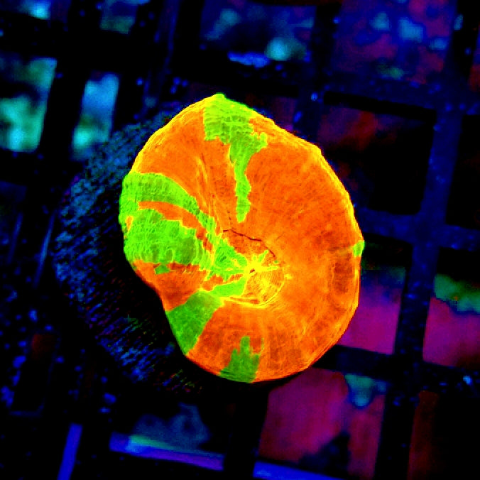 Scolymia Bleeding Apple Premium Coral Frag