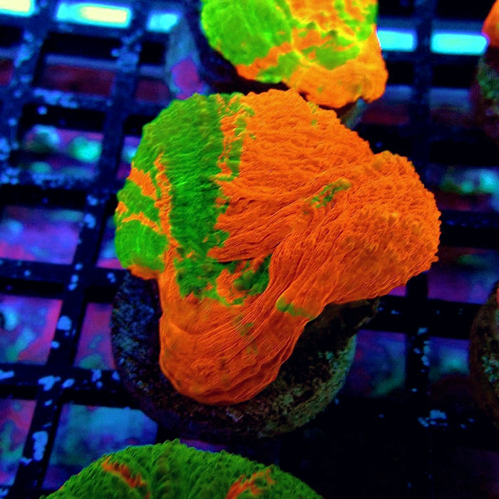 Scolymia Bleeding Apple Premium Coral Frag