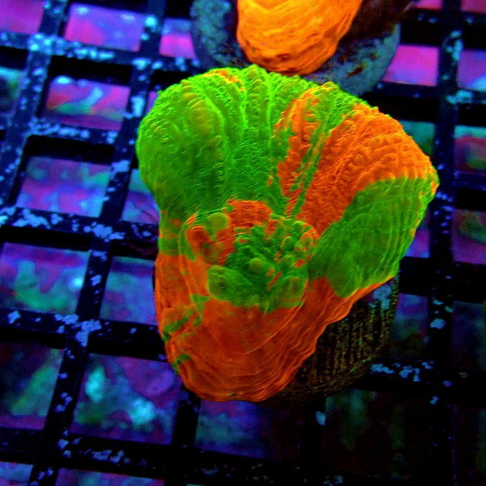 Scolymia Bleeding Apple Premium Coral Frag