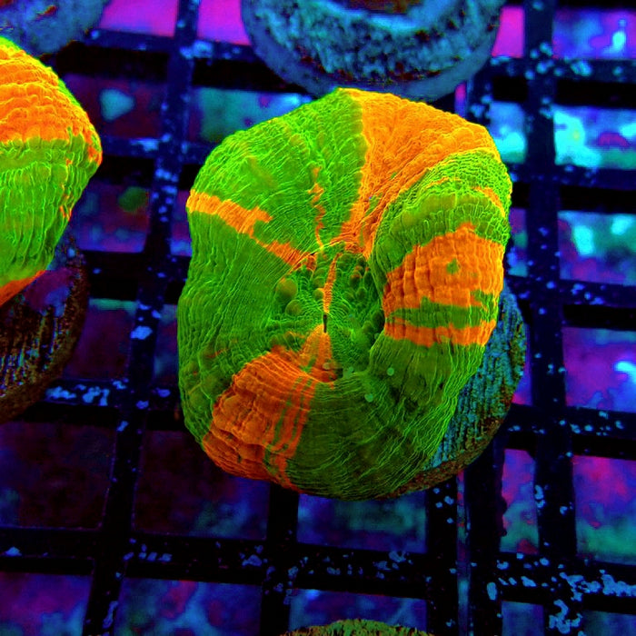 Scolymia Bleeding Apple Premium Coral Frag