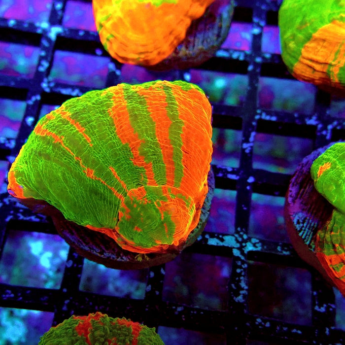 Scolymia Bleeding Apple Premium Coral Frag