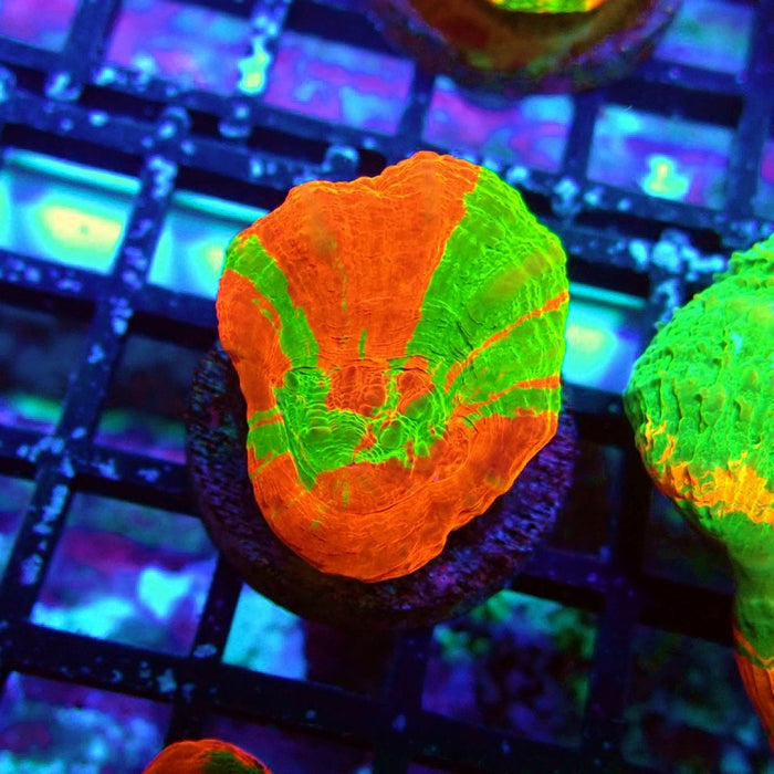 Scolymia Bleeding Apple Premium Coral Frag