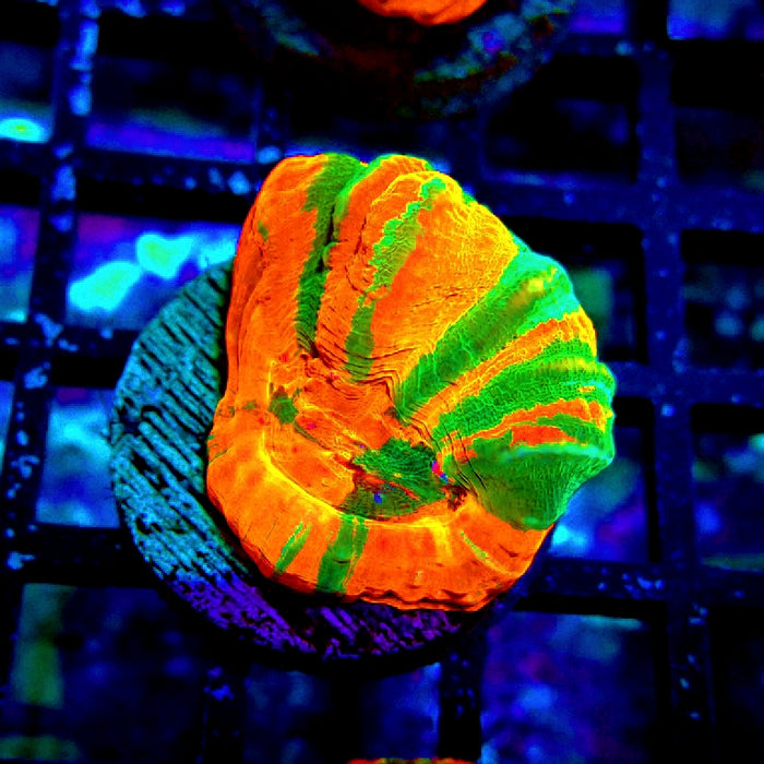 Scolymia Bleeding Apple Dark Green Ultra Coral Frag
