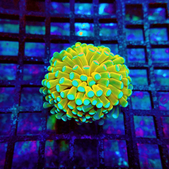 Banana Green Tips Torch Premium