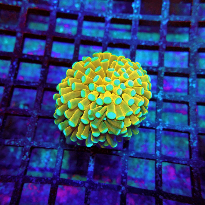 Banana Green Tips Torch Premium