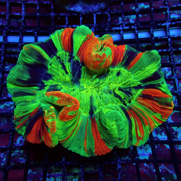 Wellsophyllia Coral Premium