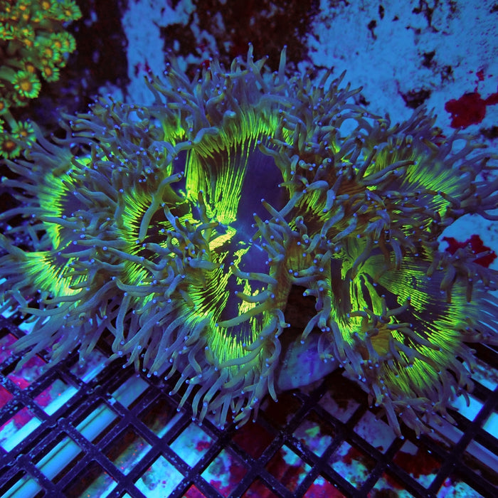 Catalaphyllia Coral Premium