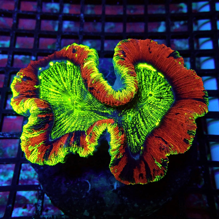 Wellsophyllia Coral Premium