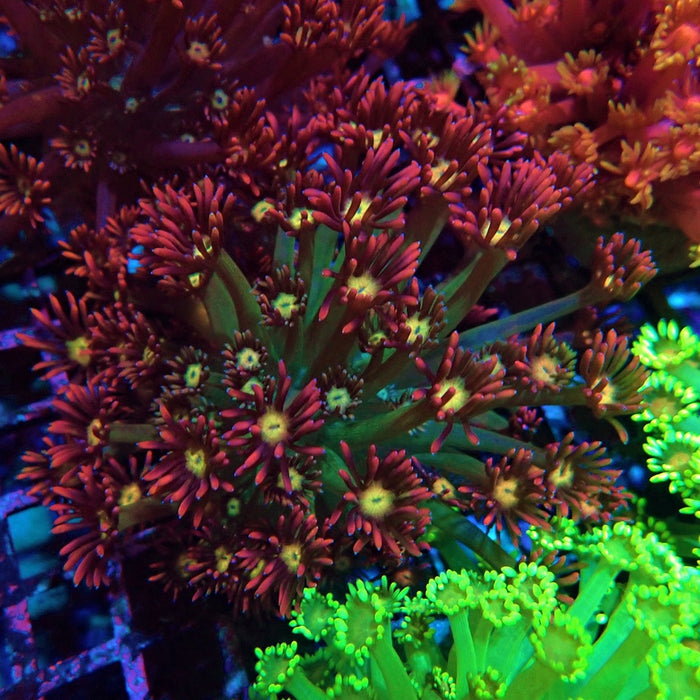 Colorful Red Goniopora Colony