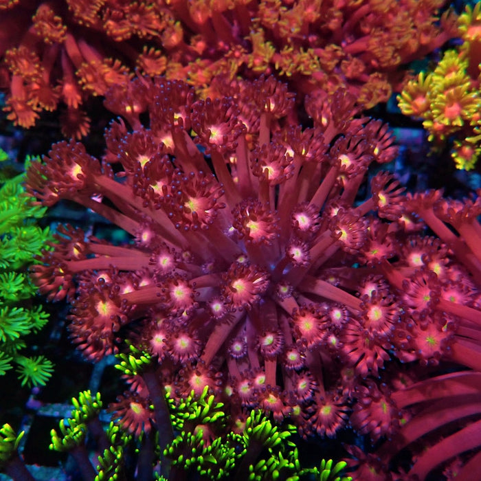 Colorful Red Goniopora Colony