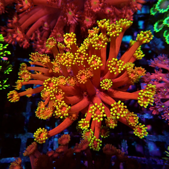 Colorful Red Goniopora Colony