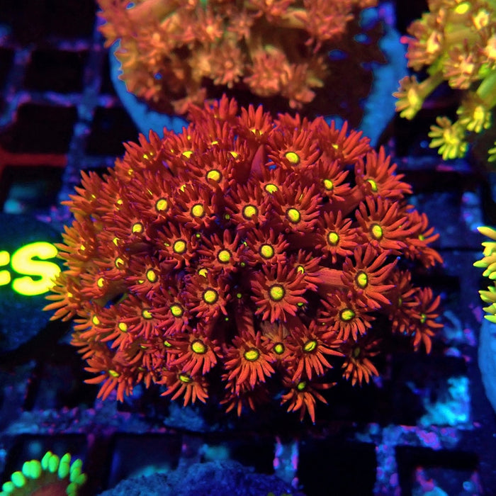 Colorful Red Goniopora Colony