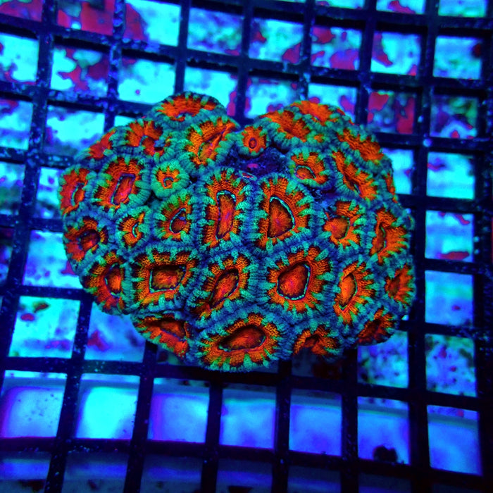 Acan Lord Ultra Colony