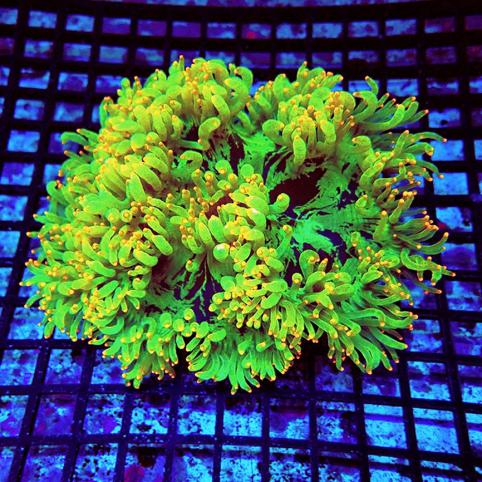 Elegance Coral Premium