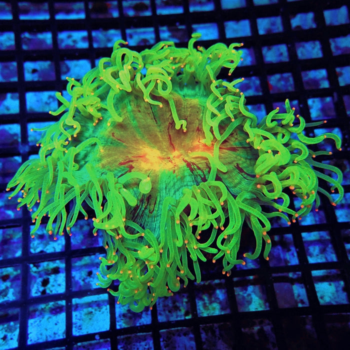 Elegance Coral Premium