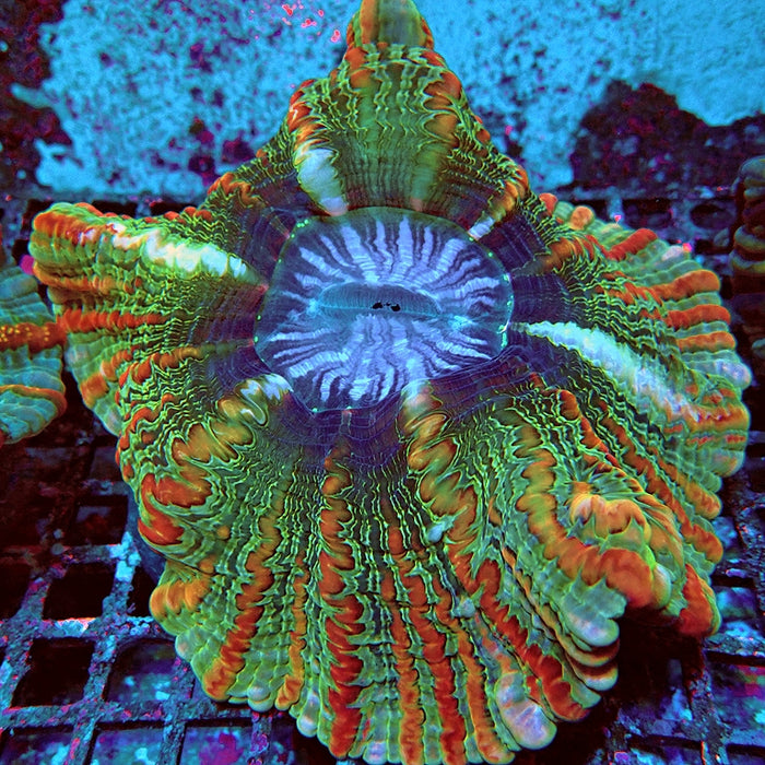 Indophyllia