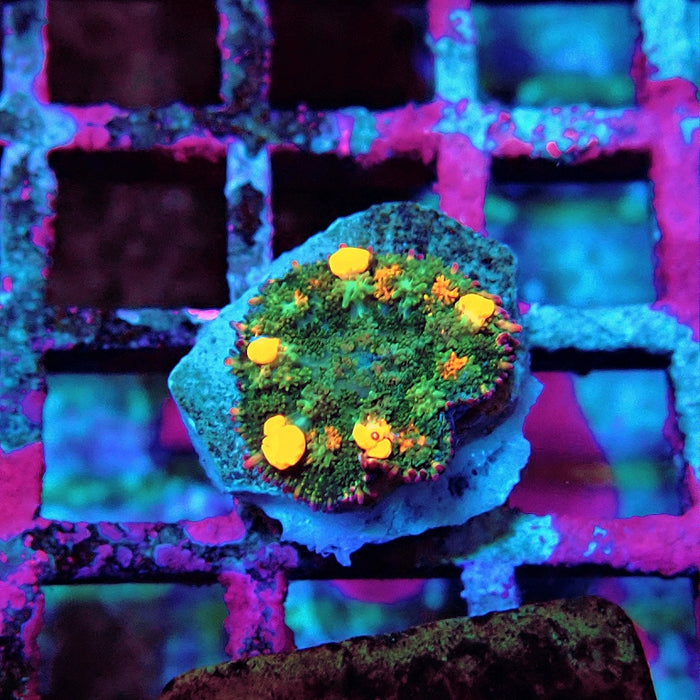 Flame Bubble Fuzzy Rhodactis