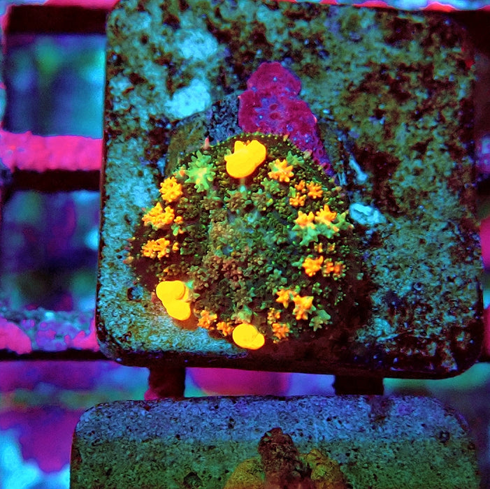 Flame Bubble Fuzzy Rhodactis