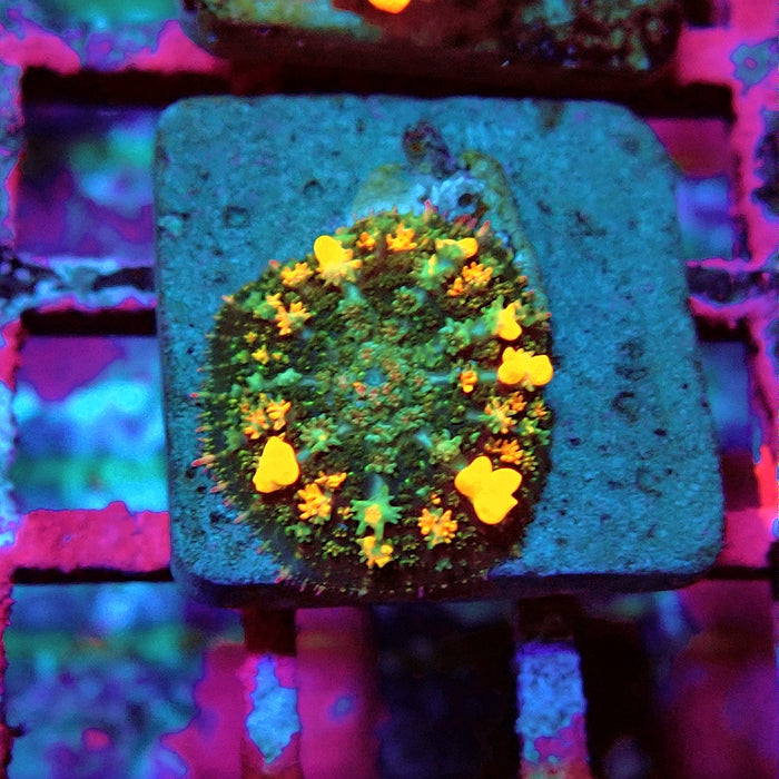 Flame Bubble Fuzzy Rhodactis