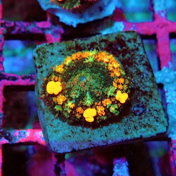 Flame Bubble Fuzzy Rhodactis