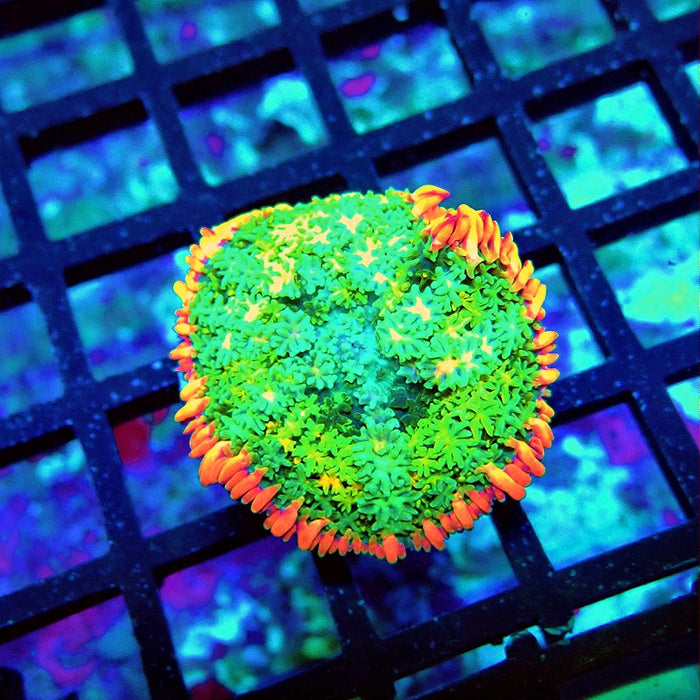 Frankenstein's Mushroom