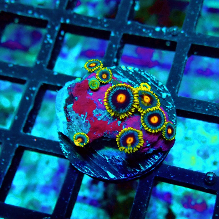 Ultra Zoas Frag