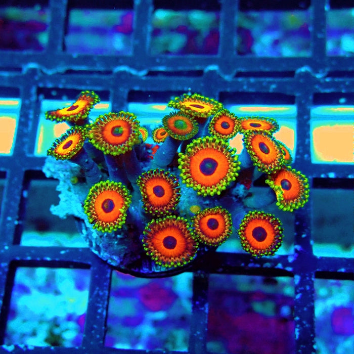 Ultra Zoas Frag