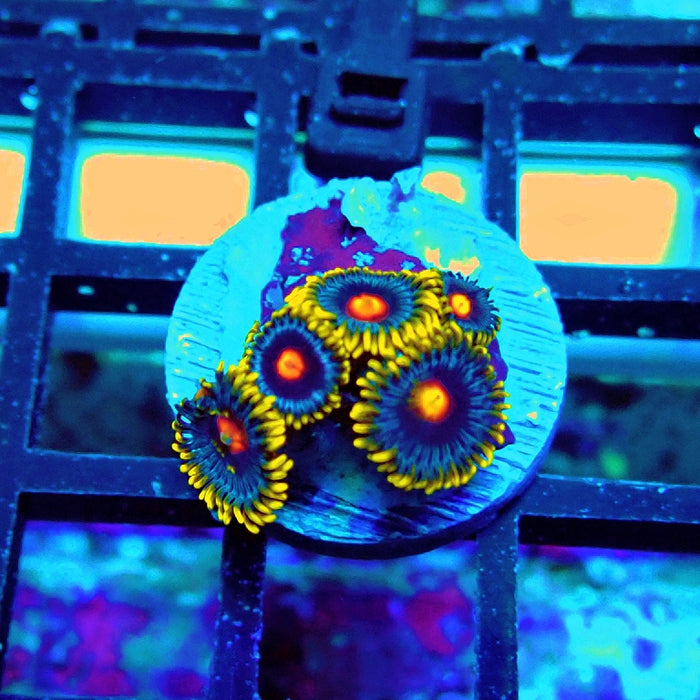 Ultra Zoas Frag