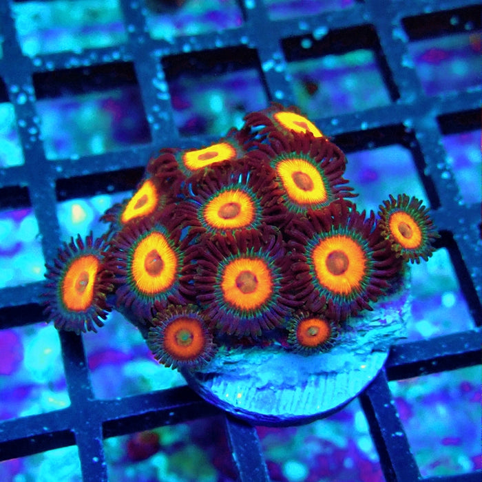Ultra Zoas Frag