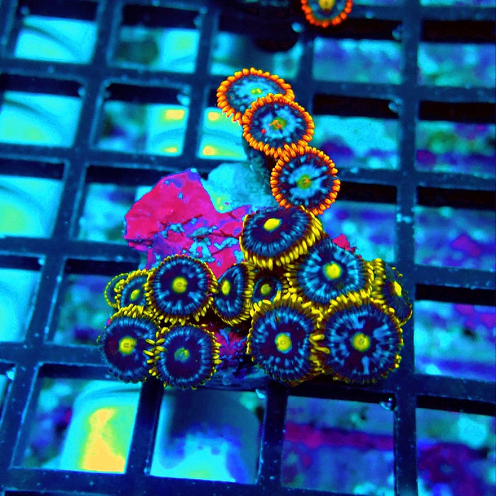 Ultra Zoas Frag