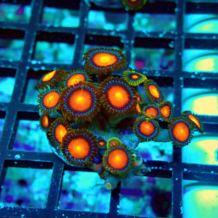 Ultra Zoas Frag