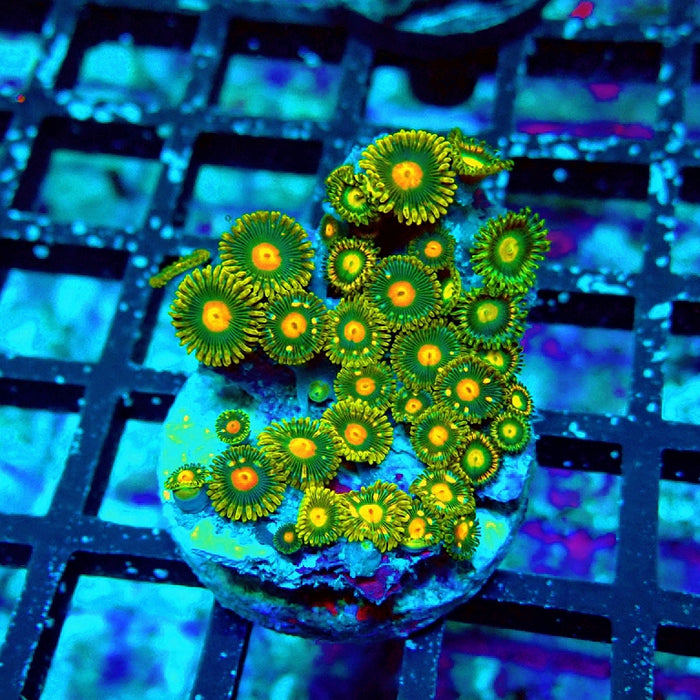 Ultra Zoas Frag