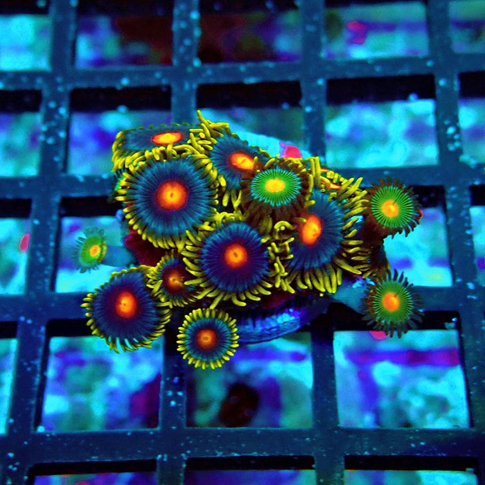 Ultra Zoas Frag