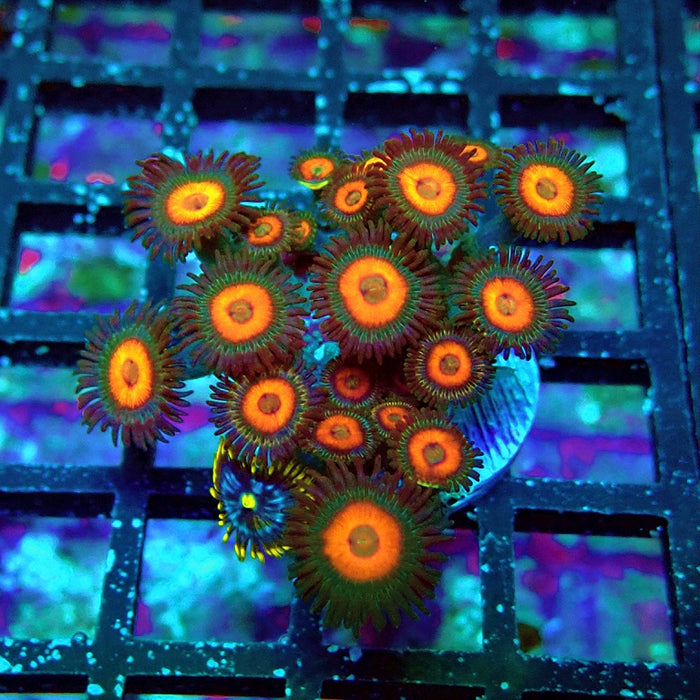 Ultra Zoas Frag
