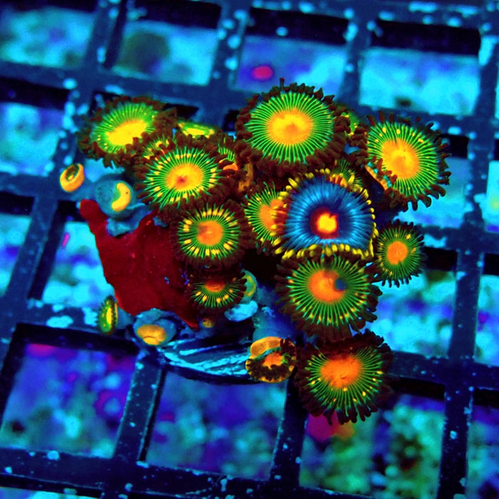 Ultra Zoas Frag