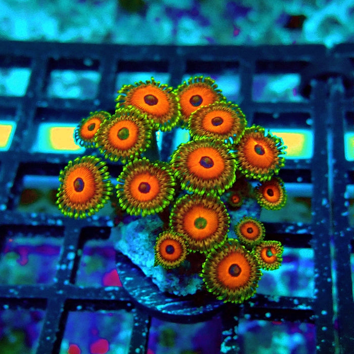 Ultra Zoas Frag