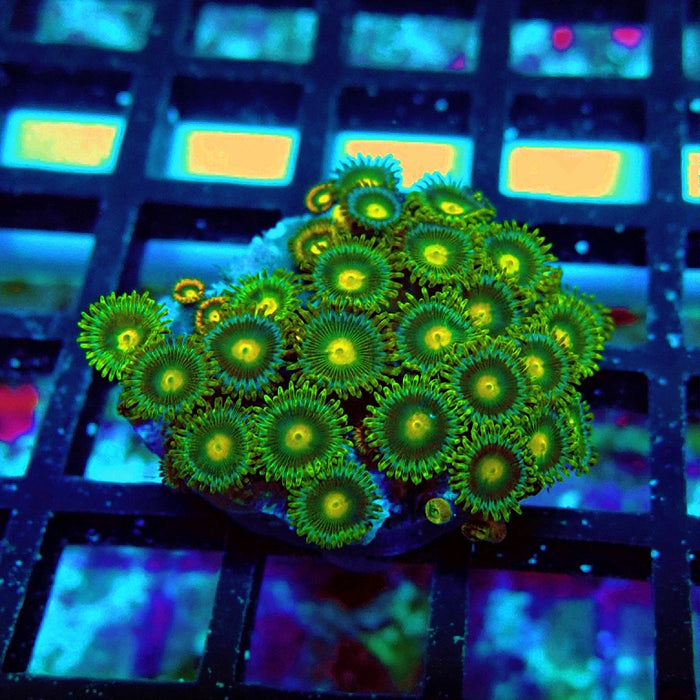Ultra Zoas Frag