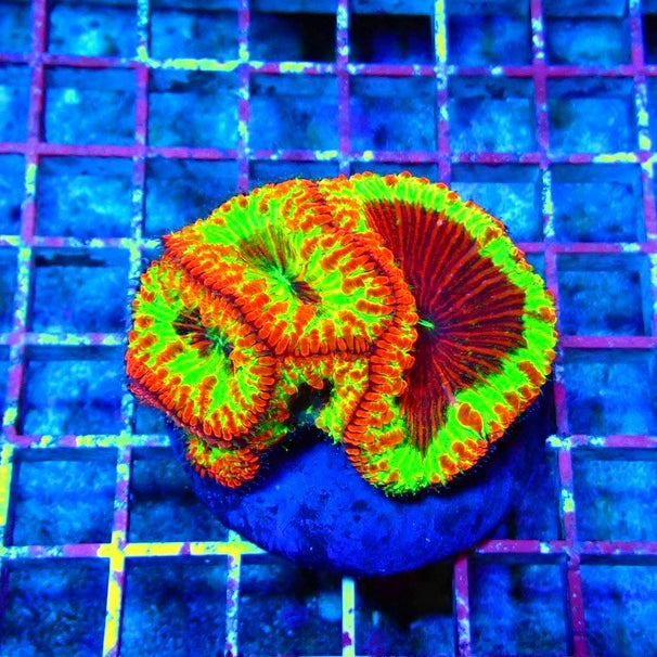 Blastomussa Premium Colony