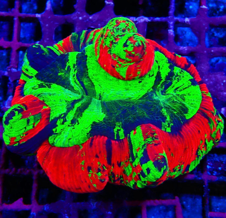 Trachyphyllia RARE