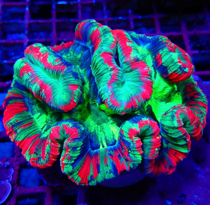 Trachyphyllia RARE