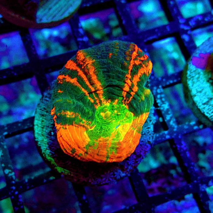 Scolymia Bleeding Apple Dark Green Ultra Coral Frag