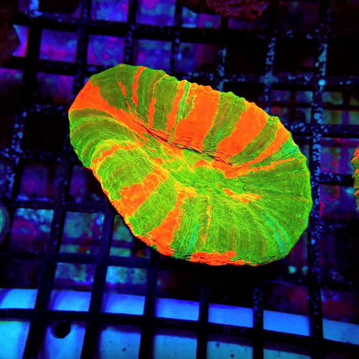 Scolymia Bleeding Apple Super Ultra Coral