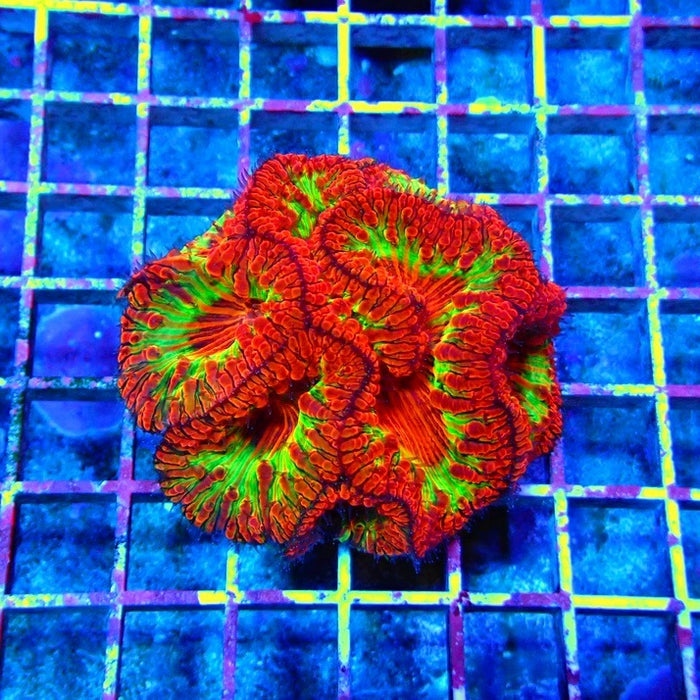Blastomussa Premium Colony