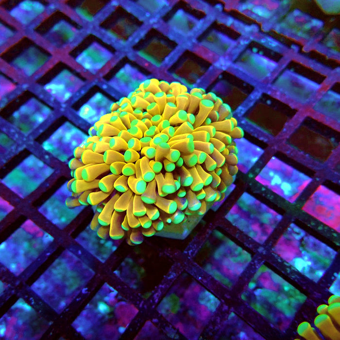 Banana Green Tips Torch Premium
