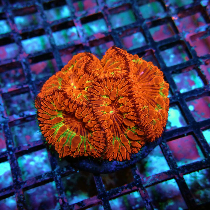 Blastomussa Premium Colony