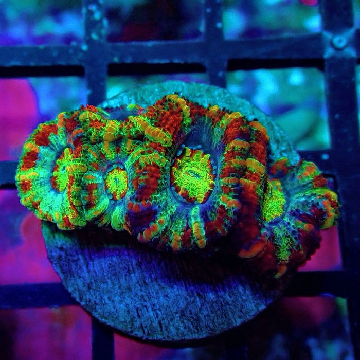 Acan Lord Ultra Rainbow Frag