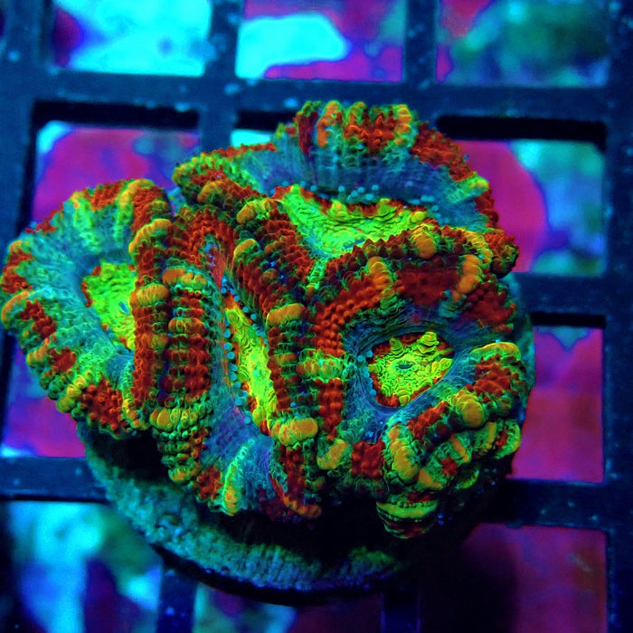 Acan Lord Ultra Rainbow Frag