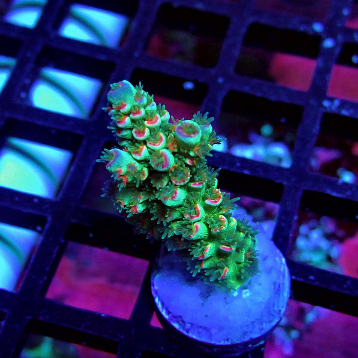 REx Green Pink Scale Tenuis Acro